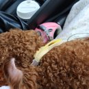 송지목장 이미지