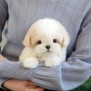 울산 강아지분양 미유펫 이미지