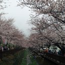 따스한 봄날 경주 밤 벚꽃 벙개 이미지