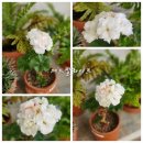 지니메드 이미지