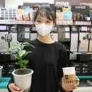 카페트리커피나무 이미지