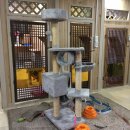 묘랑 고양이 전문호텔 이미지