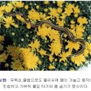 한국 자생 뱀 종류 이미지