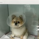휘난새 이미지