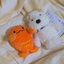 지아'조 이미지