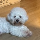 아띠댕댕 네이버블로그