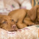 제이몽애견펜션 이미지