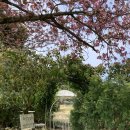 제광원 | 제주도 겹벚꽃 4월 감사공묘역 오라 CC 입구 후기