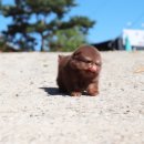 러블릿캔넬 이미지