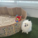 아기강아지 | 웰론코리아 인조잔디로 완성한 아기 &amp; 강아지 베란다 인테리어 조경 후기