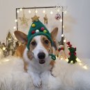 룰루 애견샵 이미지