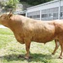 한우연구소 이미지