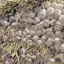 박사골농장 이미지