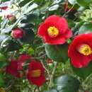 동백4로 이미지