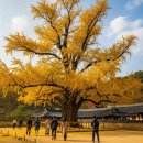 마을 보호수 | 300년 보호수와 은행나무가 만든 가을 명소, 논산 명재고택