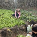 돌담 하우스 | 아이랑 함께 지내기 정말 좋았던 제주돌담숙소 소도락하우스 후기