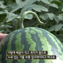 이쁜물곰과일&후레쉬마켓