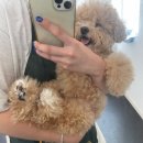 뽀짝뽀짝 애견 미용실 이미지