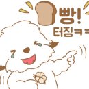 한국꼬똥켄넬 이미지