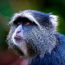 블루몽키(BLUE MONKEY) 이미지