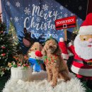 태담이네 하우스 이미지