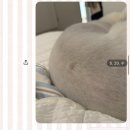 [후기] 강아지 스케일링, 피지낭종 제거 후기 | 광주 다온동물병원