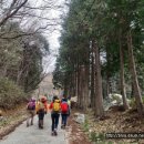 축령산편백나라 이미지