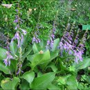 산옥잠화(Narrow-leafed Plantain Lily) 이미지
