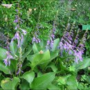 산옥잠화(Narrow-leafed Plantain Lily) 이미지