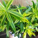 상동호수공원 이미지