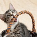 대덕신발 이미지