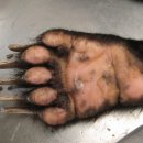 곰발바닥 이미지