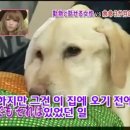 하이디 이미지