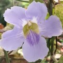 부천호수식물원 수피아 이미지