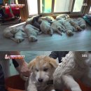 동물농장 이미지