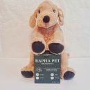 라파펫 | 강아지 유산균 추천 설사없는 유산균 소화개선 라파펫 무료환불까지