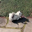 퐁당99 | 제주도 반려견 동반 숙소 퐁당99