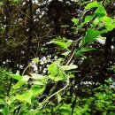 나는댕댕이다 이미지