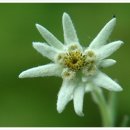 2월 28일 솜다리 (Korean edelweiss) 이미지