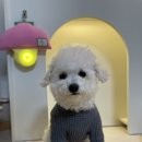 땡수네 | 비숑 강아지외출복 마이베이브땡순 맨투맨 후기