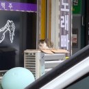하얀그림정원 풀빌라 | 힐링이 필요해, 서산 숙소 소개