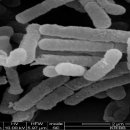 프리코아 이미지