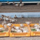 박혜정농장 이미지