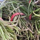 이재숙농장 이미지