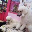따스한 동물병원 이미지