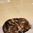 만도프라자 | 분당 고양이카페 서현역 못말리는고양이 딸아이와 힐링 데이트 후기