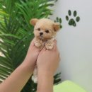 댕스마일 이미지