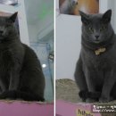 혼자두면 장판뜯어서 차린 개카페 이미지