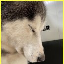 웨그(Wag) | 고양애견미용 고양 웨그, 반려견과 함께하는 행복한 애견미용 시간