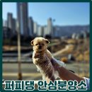 구암동010 | 구암동 강아지분양 : 말티푸와의 특별한 만남